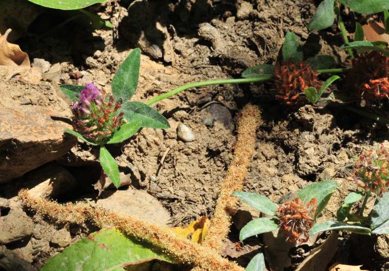 Trifolium pratense